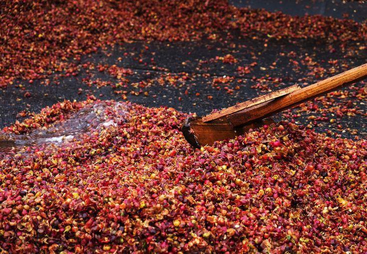 قهوه از چی درست میشه؟